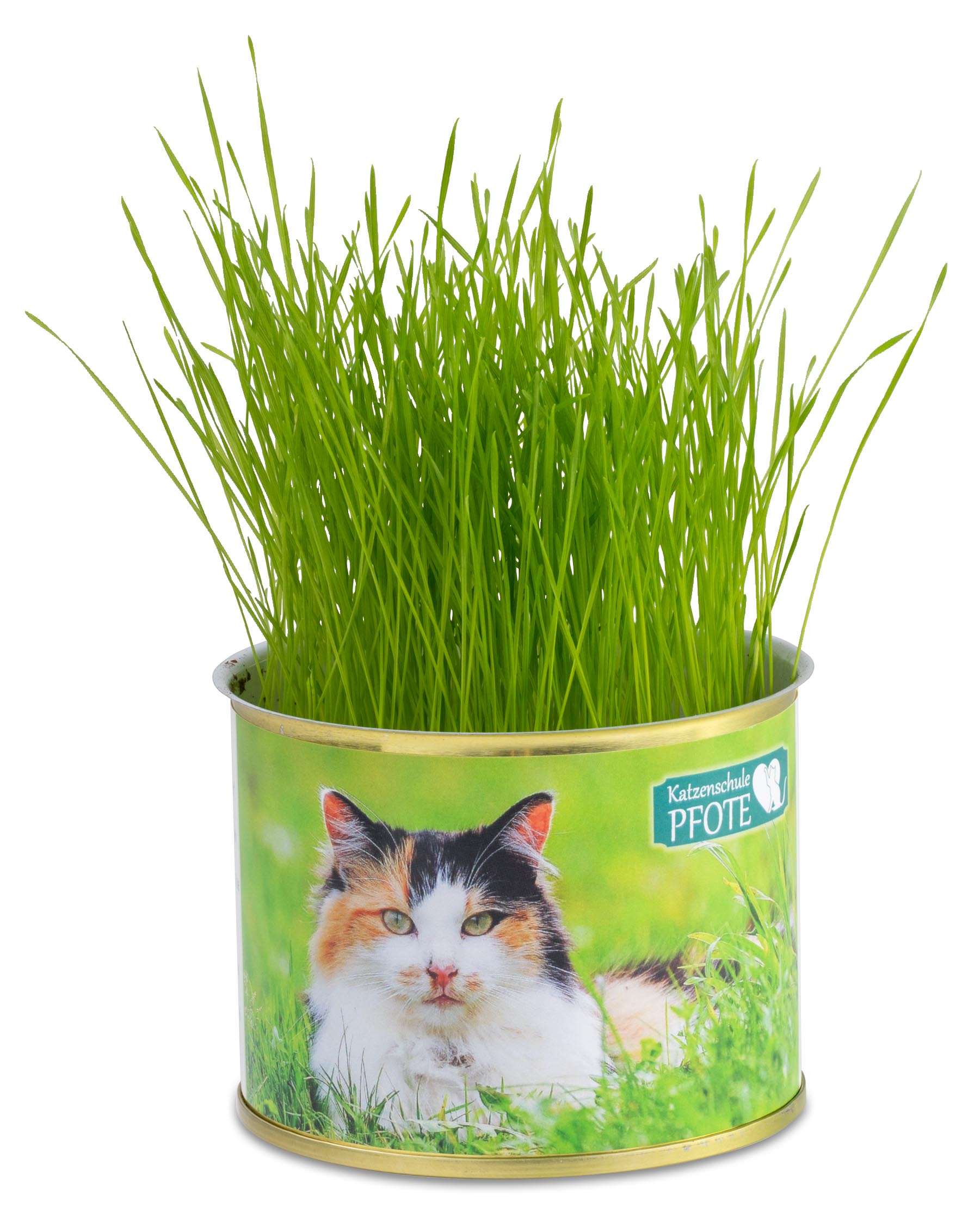 Katzen-Gras