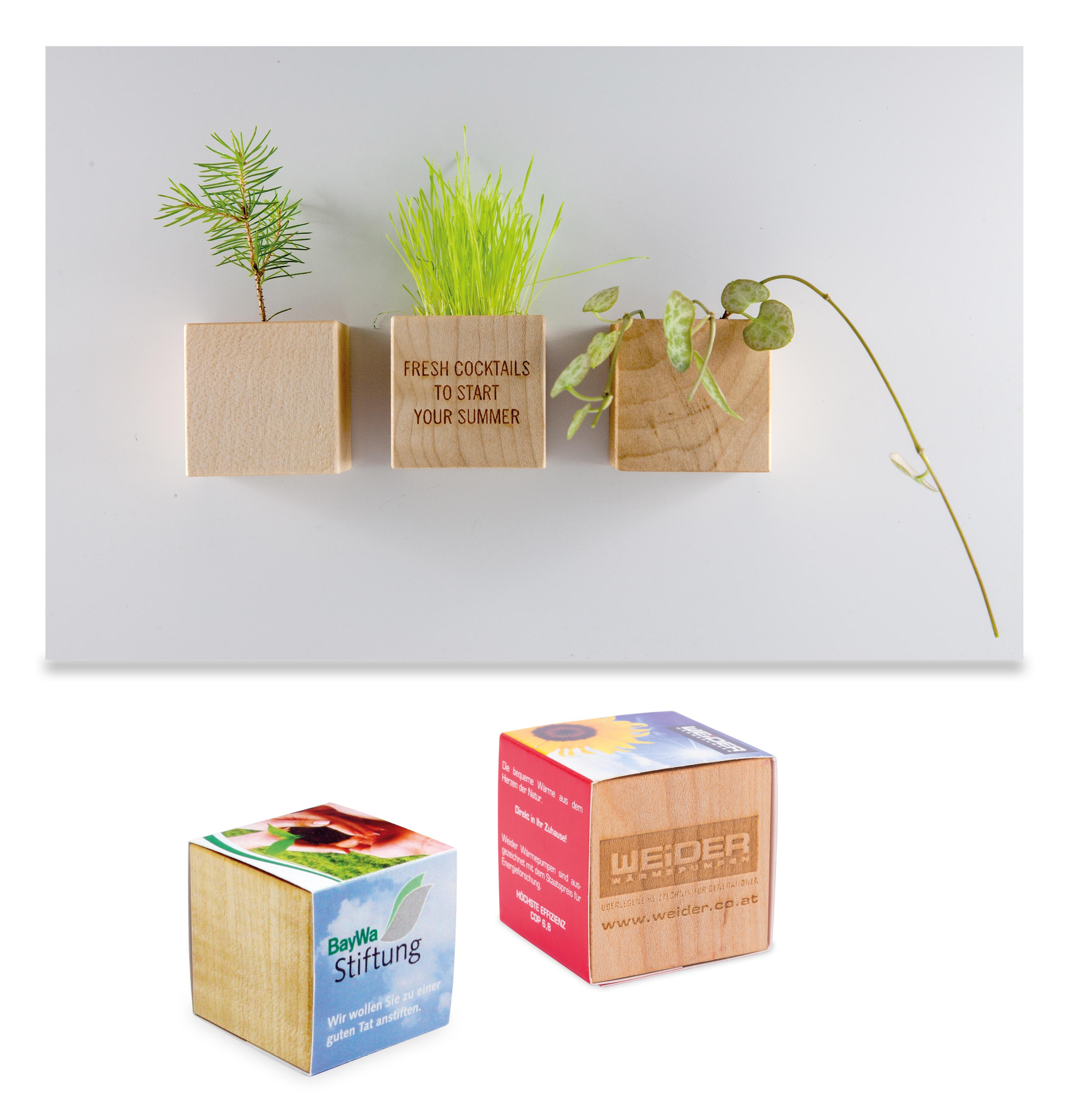 Pflanz-Holz Magnet Pflanz-Holz Magnet