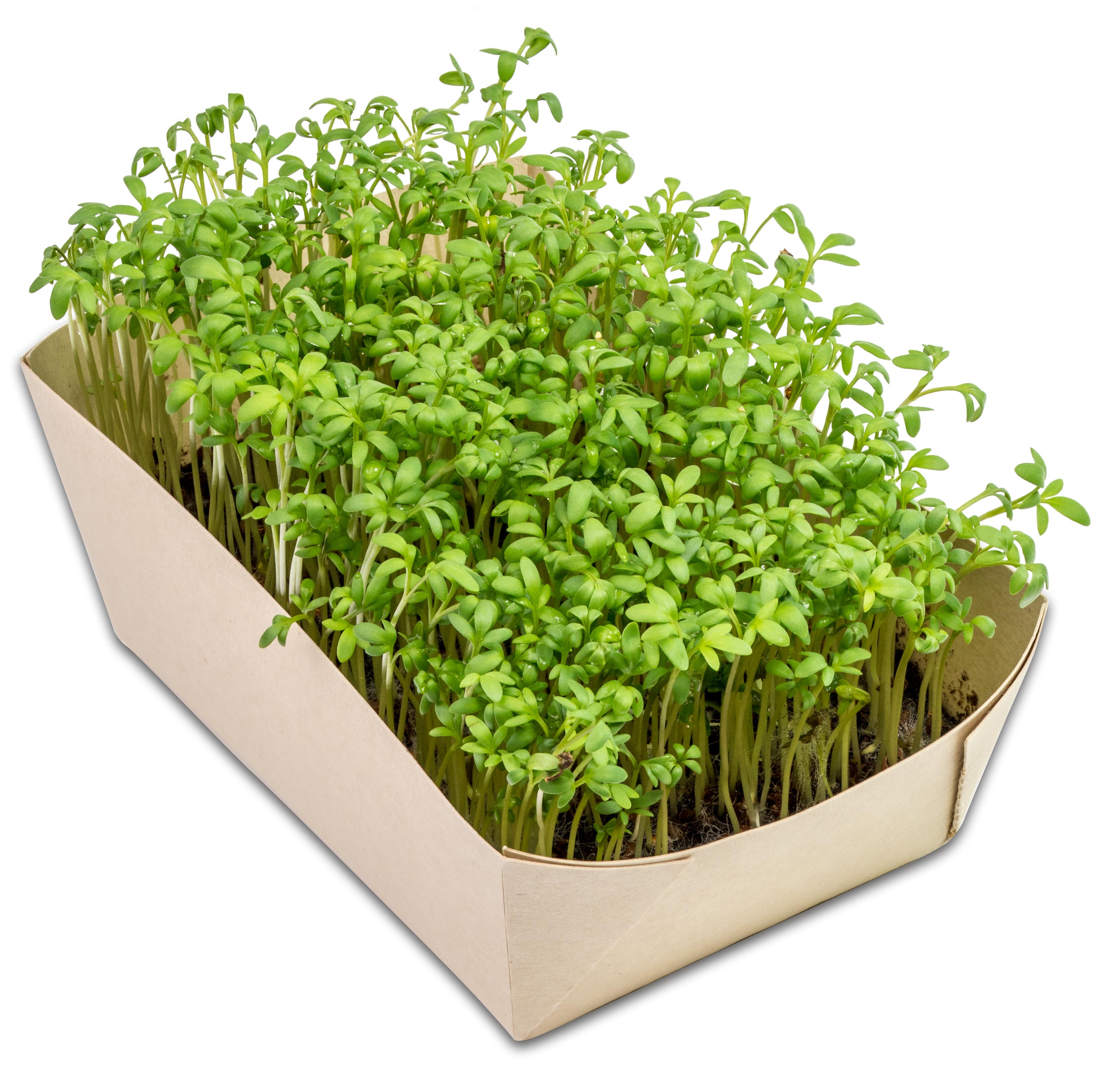 Microgreens-Gärtchen