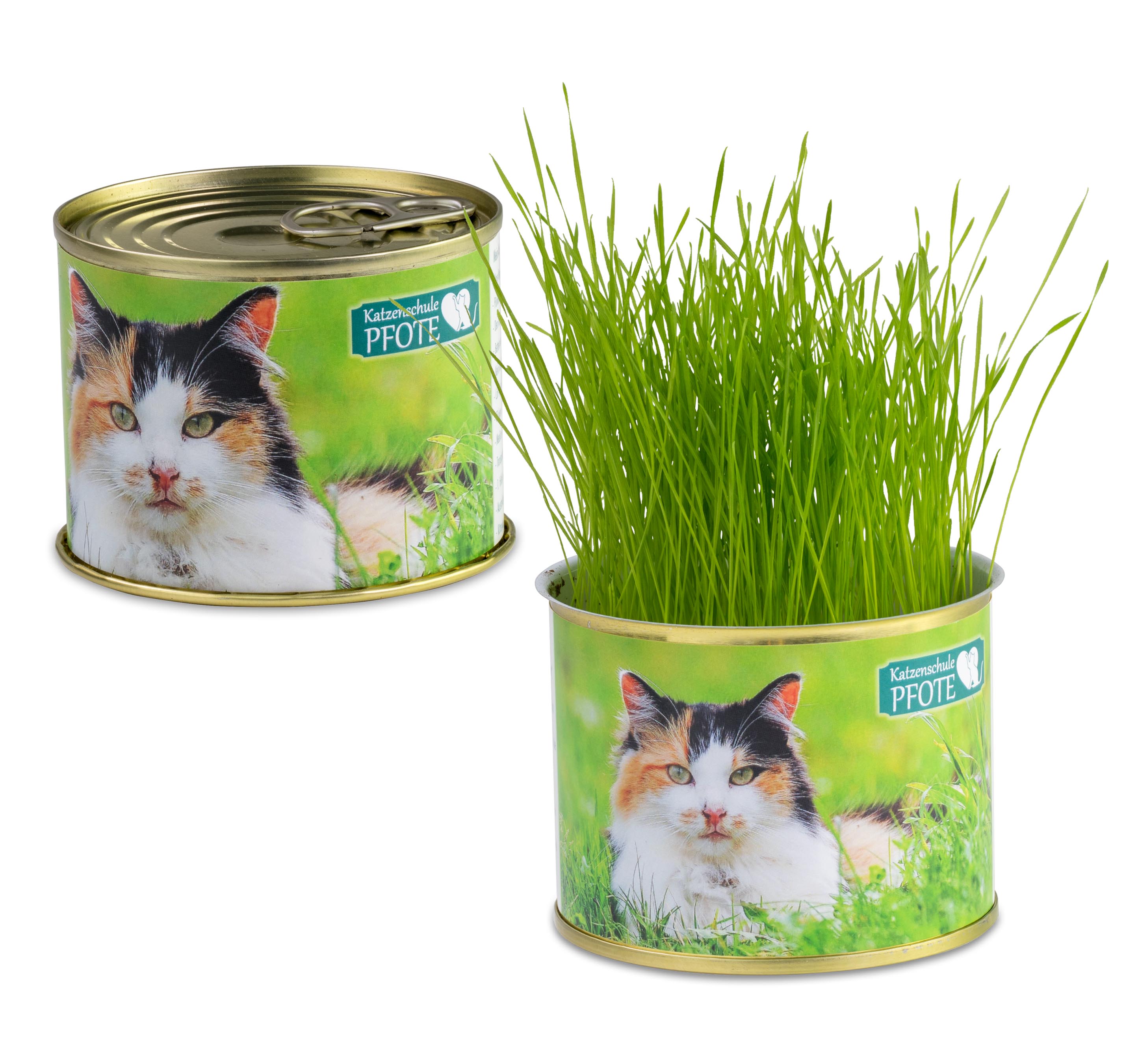 Katzen-Gras