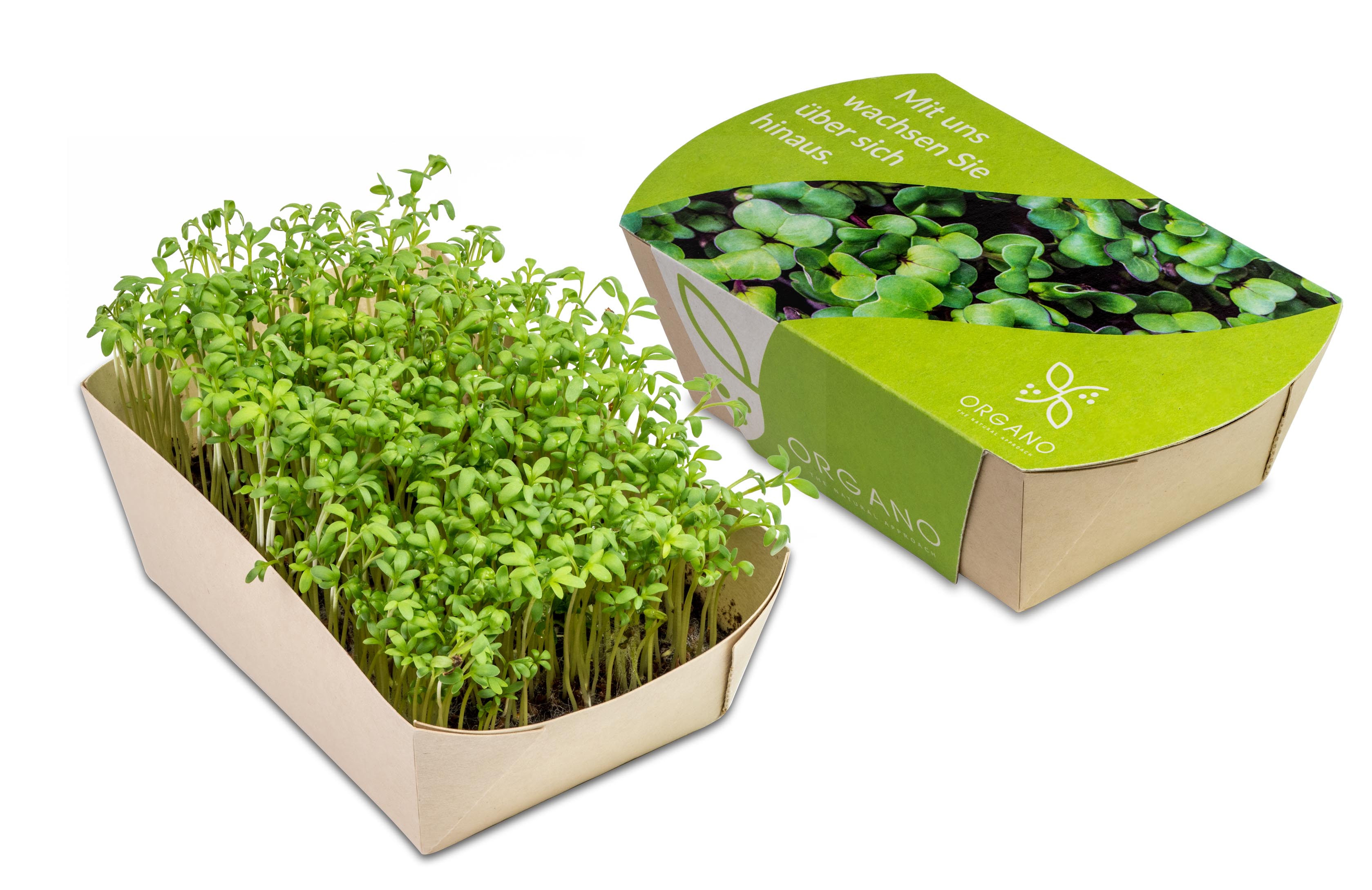 Microgreens-Gärtchen Microgreens-Gärtchen