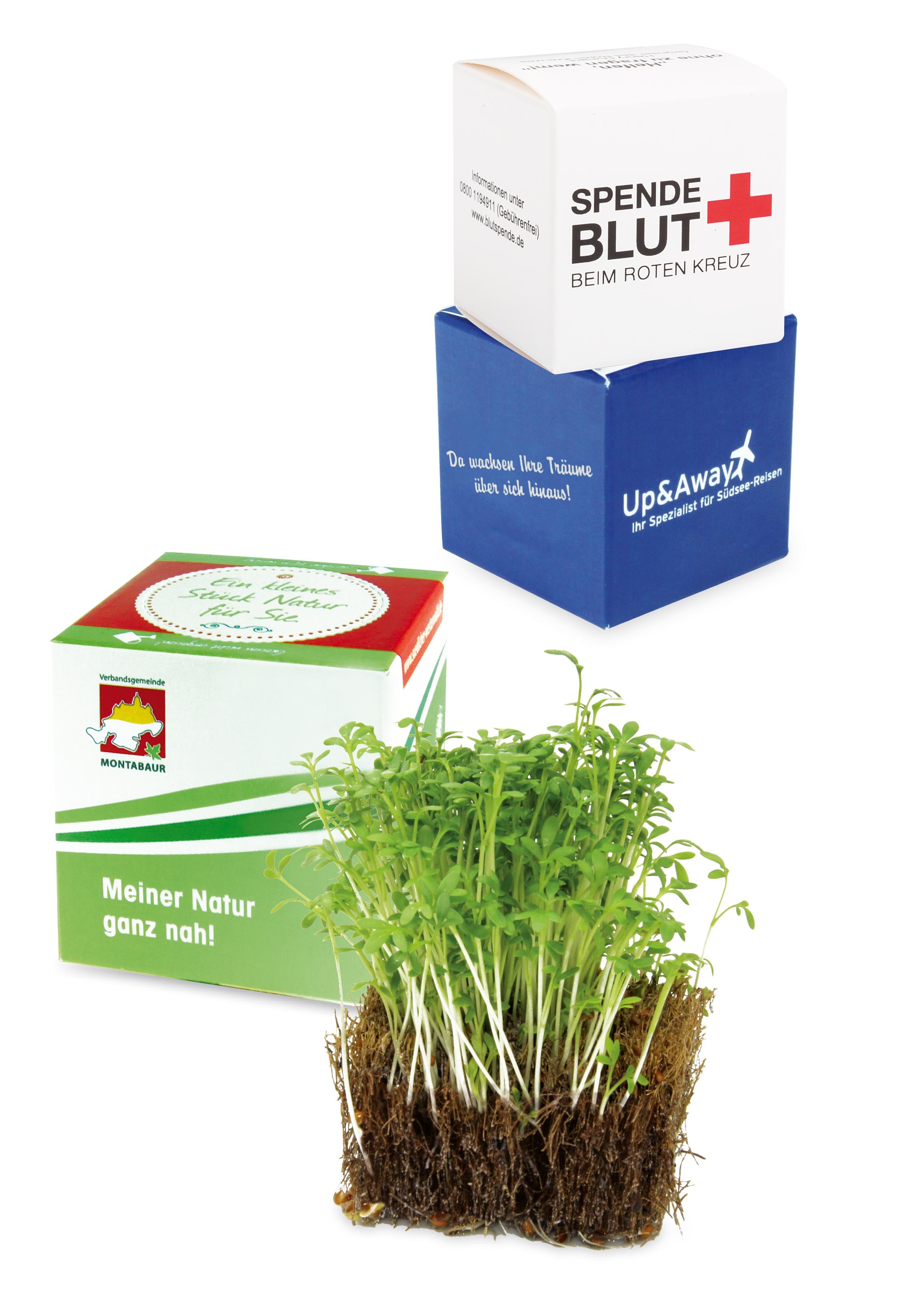 Kokos-Würfel Kokos-Würfel